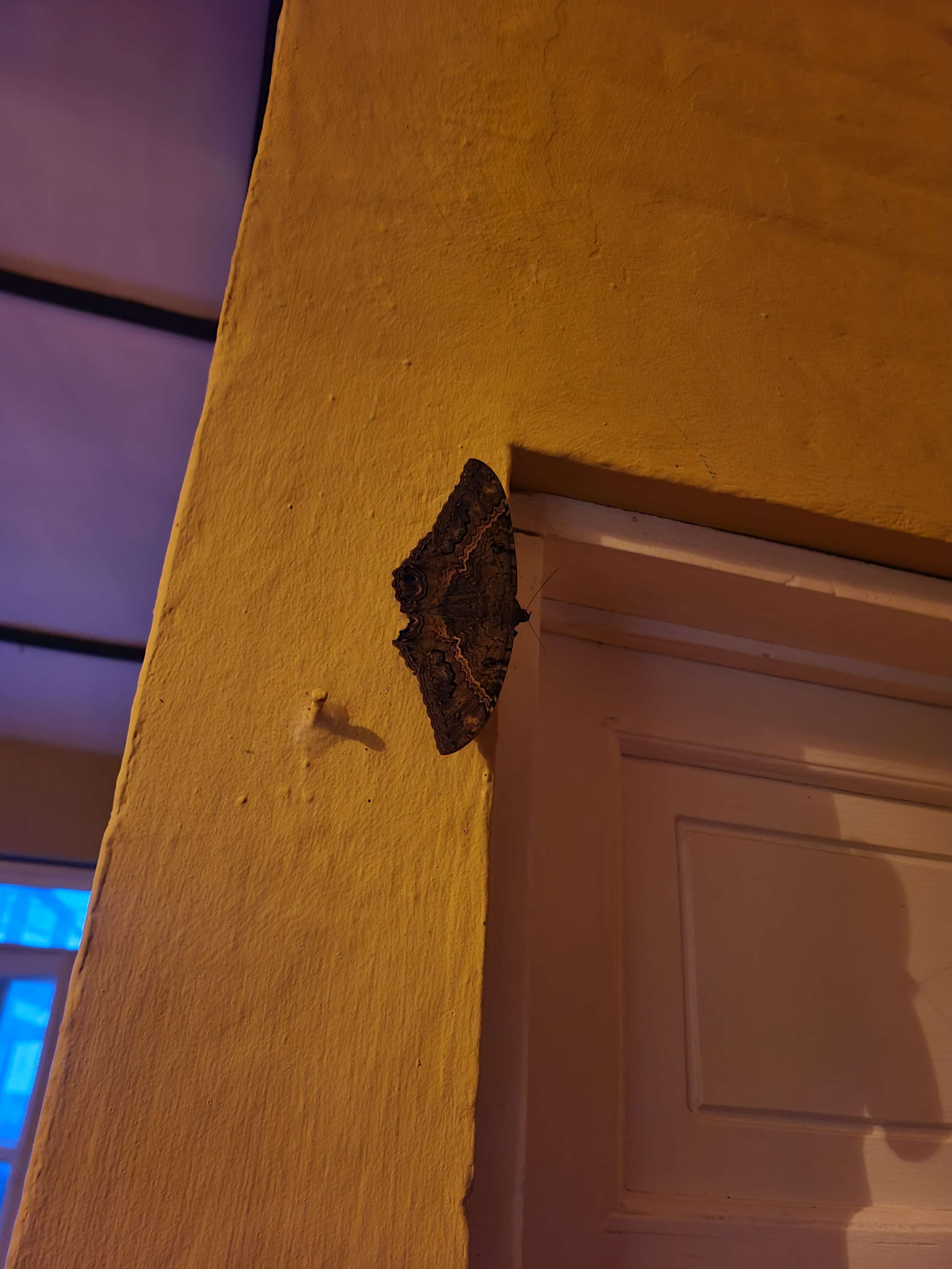 black witch moth on a door frame
